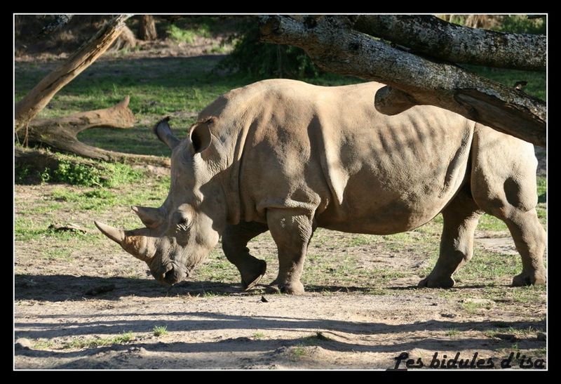 rhinoceros (1)