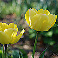 <b>Tulipa</b> '<b>Kikomachi</b>'