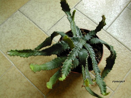 Euphorbia_stellata