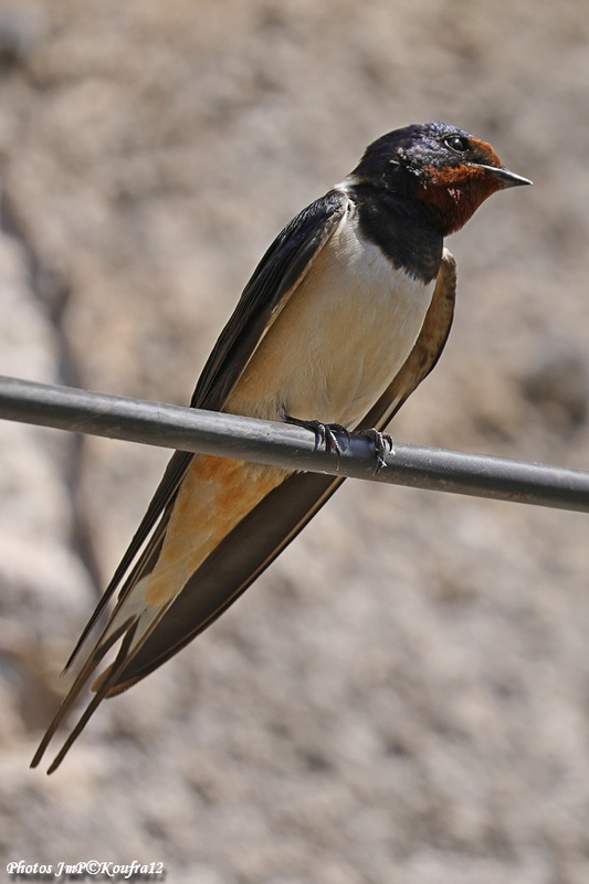 Photos JMP©Koufra 12 - Le Caylar - Hirondelle - 23052019 - 0030