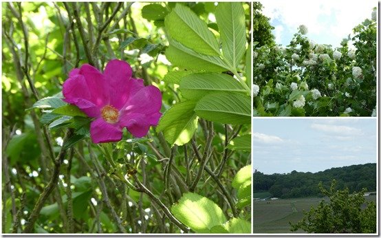 champs, vignes et fleurs, mai 20235