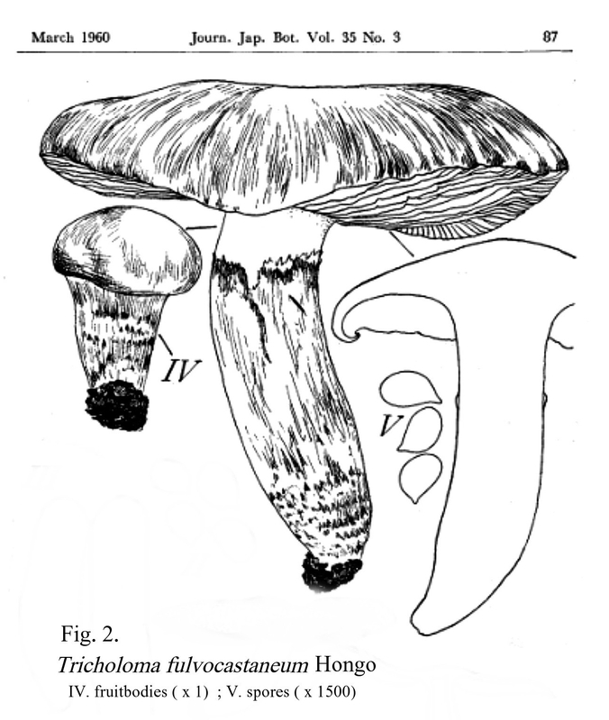 Tricholoma fulvocastaneum Hongo
