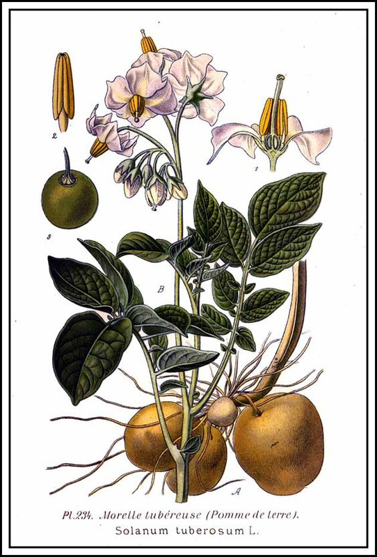 Solanum tuberosum (image wikipédia)