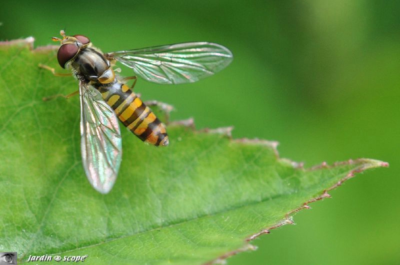 Syrphe ceinturé • Episyrphus balteatus