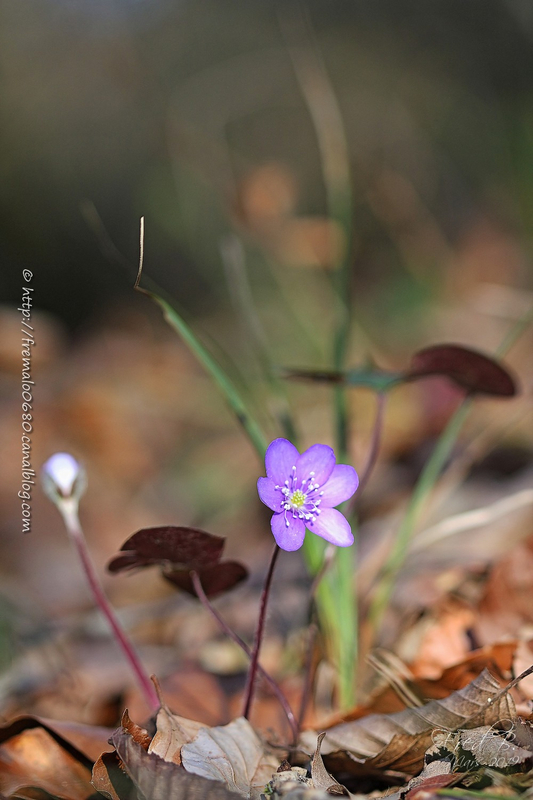 Hepatica nobilis