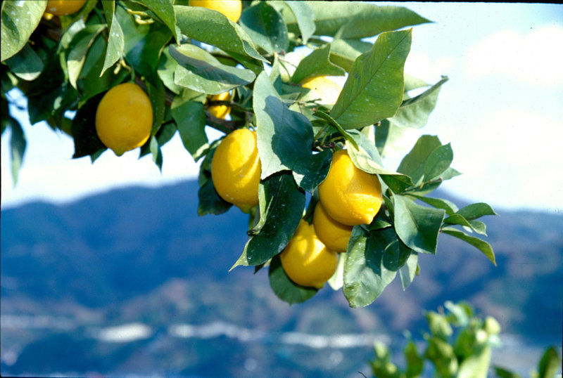 Citrons de Hiroshima (3)