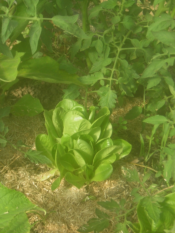 potager 2014 (4)