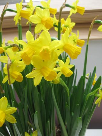 narcisses