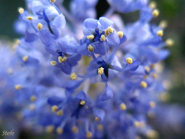 fleurs bleues (2)