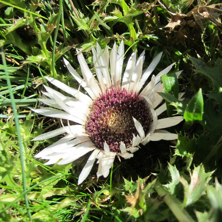 11-07-09 Carlina acaulis