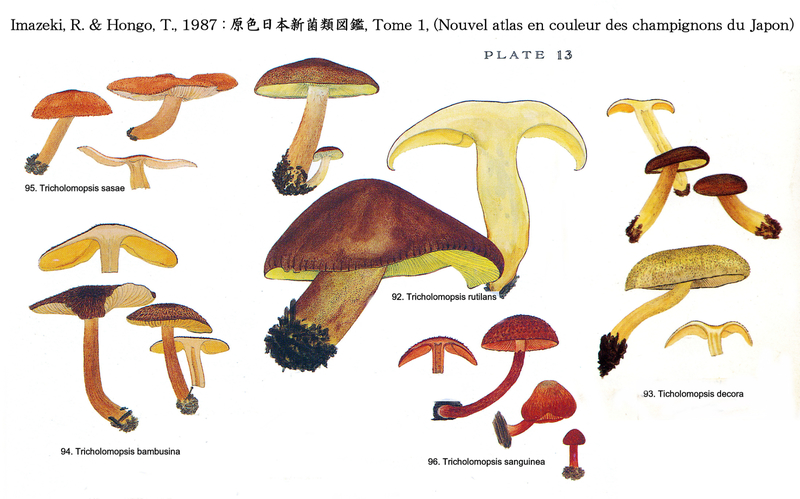 IH1 pl 13 Tricholomopsis