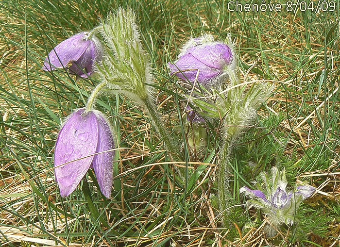 fleurs penchées à la fin