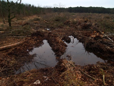 Broceliande_hiver_466