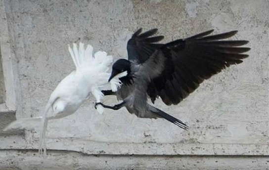 colombe_corbeau