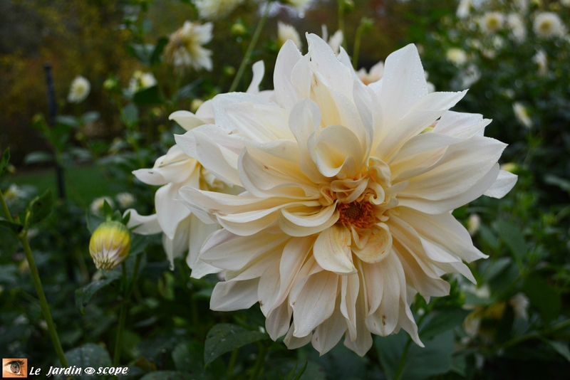 Dahlia-blanc-crème