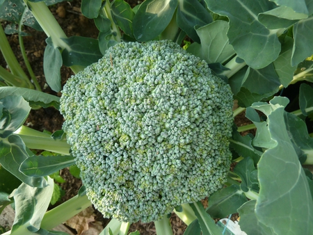 5 - brocoli