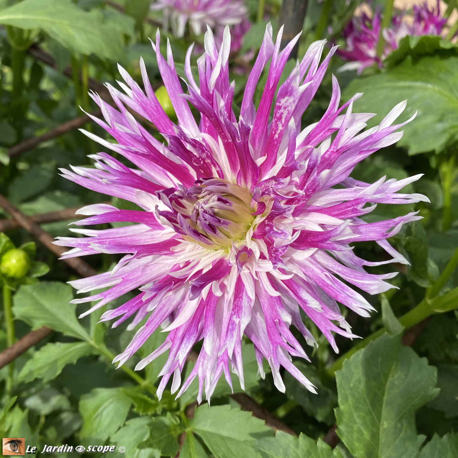 Dahlia-Jil