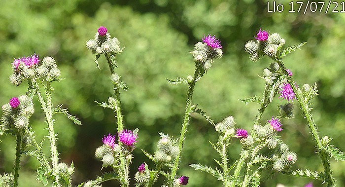 Carduus crispus subsp multiflorus