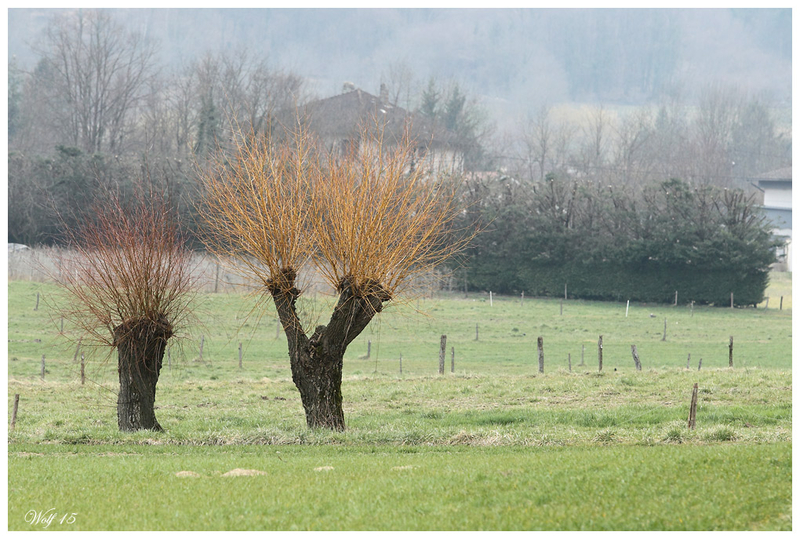 taille_saulesnoir15_01