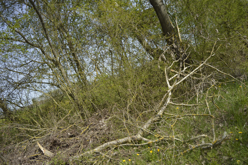 _DSC0093