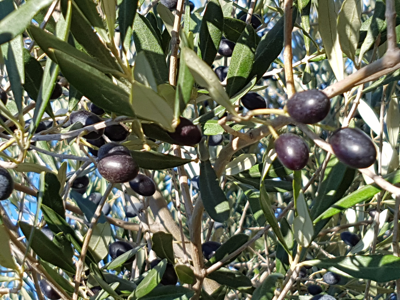 olives3