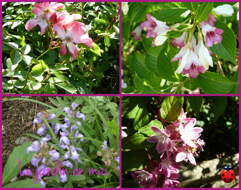 weigelia et deutzia