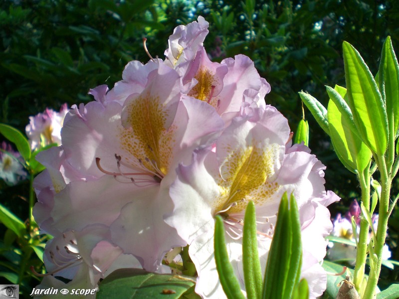 Rhododendron
