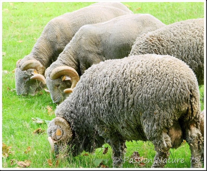 Moutons de Méinos (1)