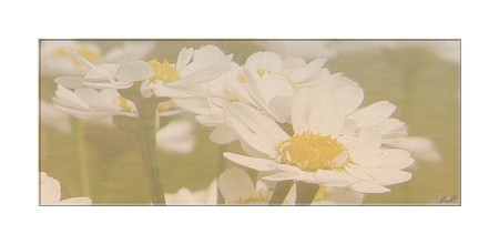 margueriteM