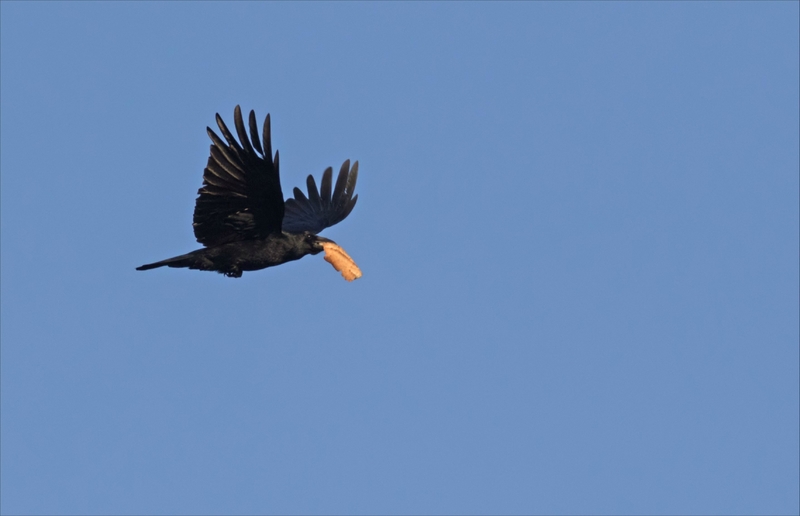ville oiseau corneille pain 6 270118