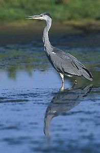 héron cendré-Ardea_cinerea_2_(Marek_Szczepanek)