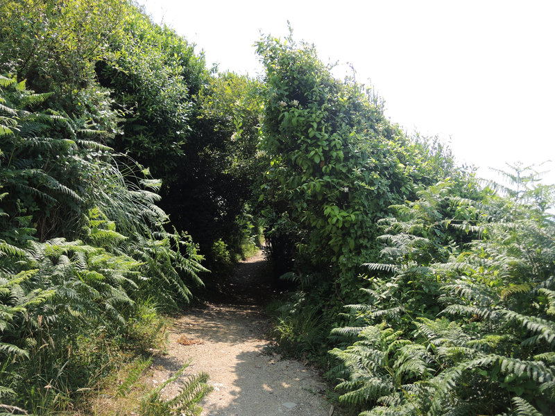 Saint-Jean-de-Luz, Lafitenia, sentier du littoral