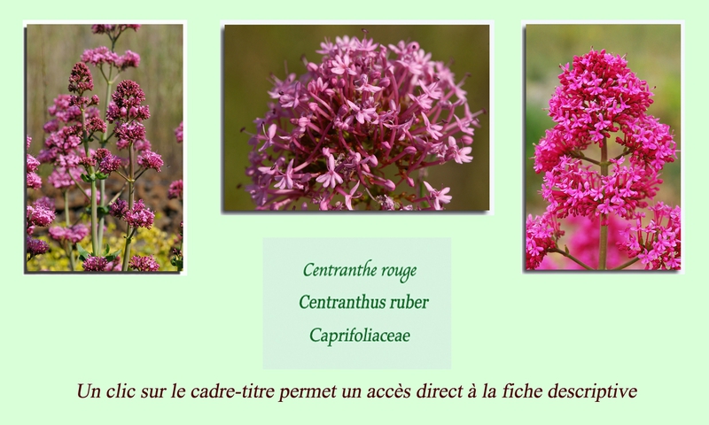 Centranthe rouge