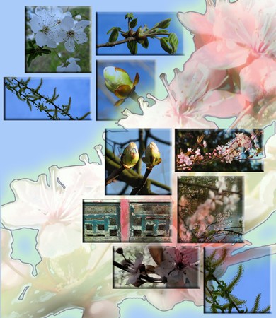 montage_fleurs_marne_copie