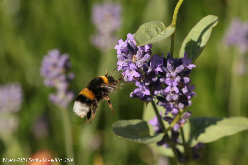 Photos JMP©Koufra 12 - Abeille - 04 juillet 2016 - 00003 - 001b