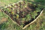 Potager_18_06_10