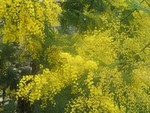 Mimosa_samedi_10