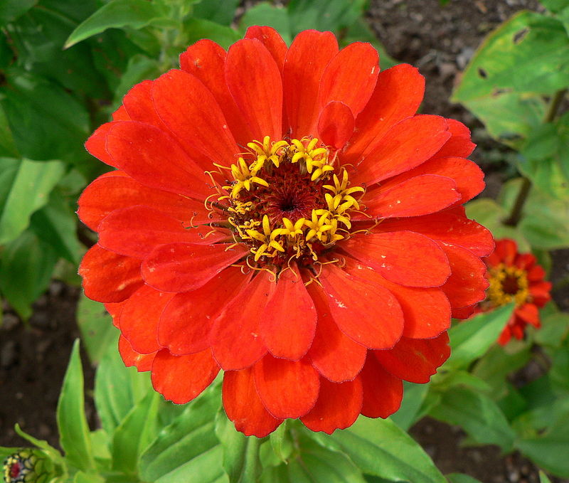 zinnia