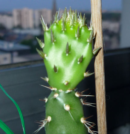 cactus4