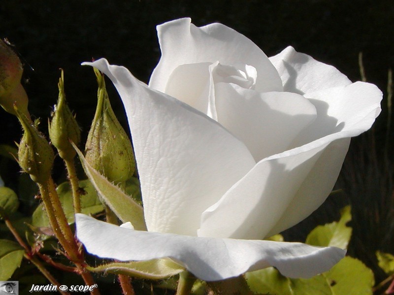Rosier 'Fée des Neiges'