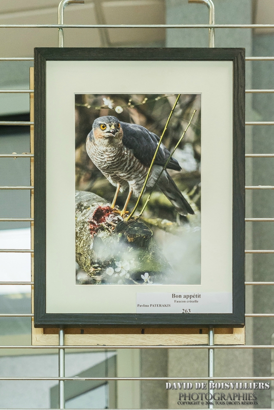 Épervier d'Europe (Accipiter nisus)