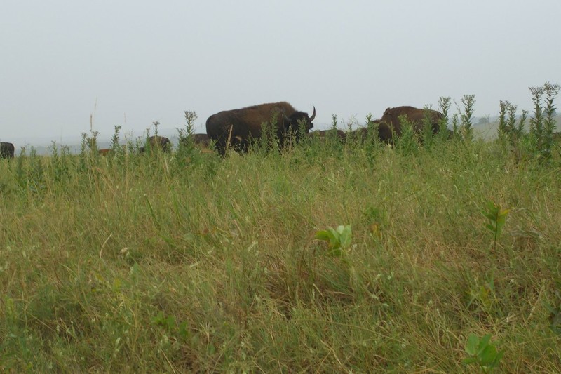 bison08