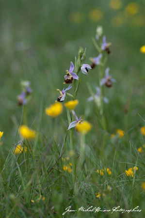 2012_05_07_Ophrys_pseudoscolopax_01