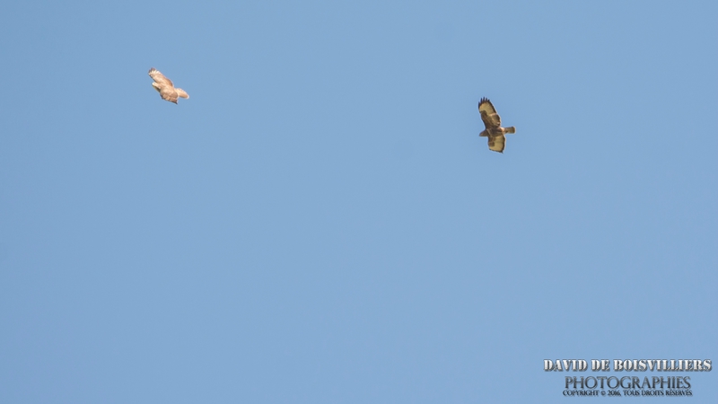 Buse variable (Buteo buteo) parade