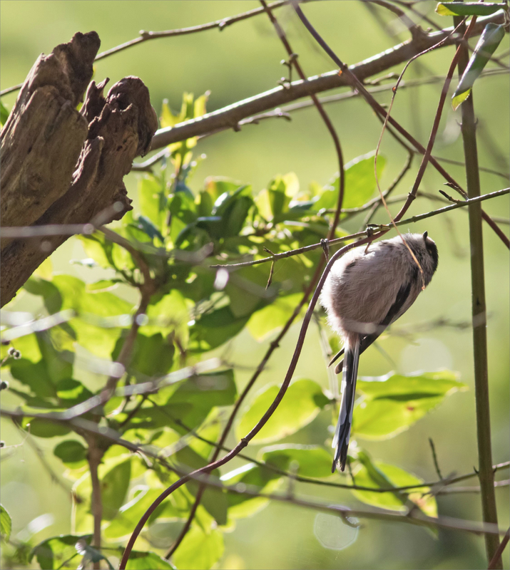 Galuchet oiseau mésange longue queue 6 190120