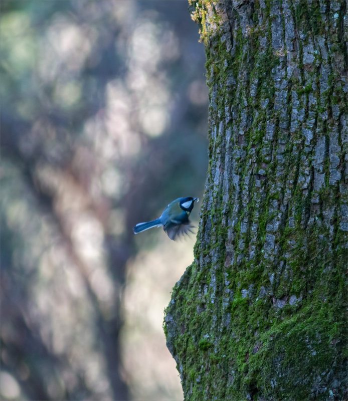 Oiseau mésange arbre larve 200124