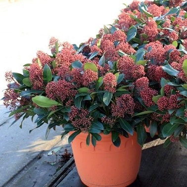 plante-balcon-persistante-skimmia-japonica