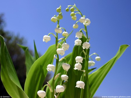 muguet1024