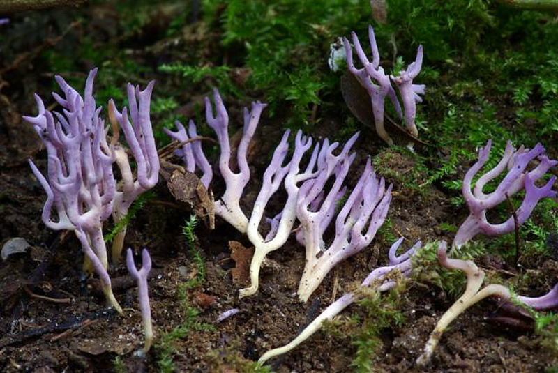 Ramariopsis_pulchella_Clowez