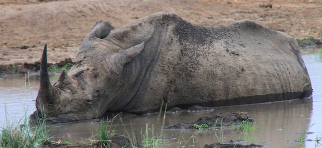 Rhino blanc de boue